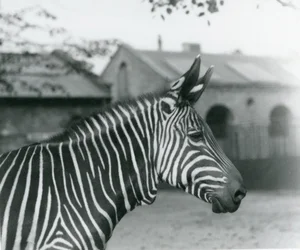 Un zèbre de montagne au zoo de Londres, septembre 1921